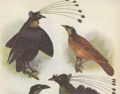 Antique Print of the Lawes Six-Plumed Bird of Paradise and Others, 1950