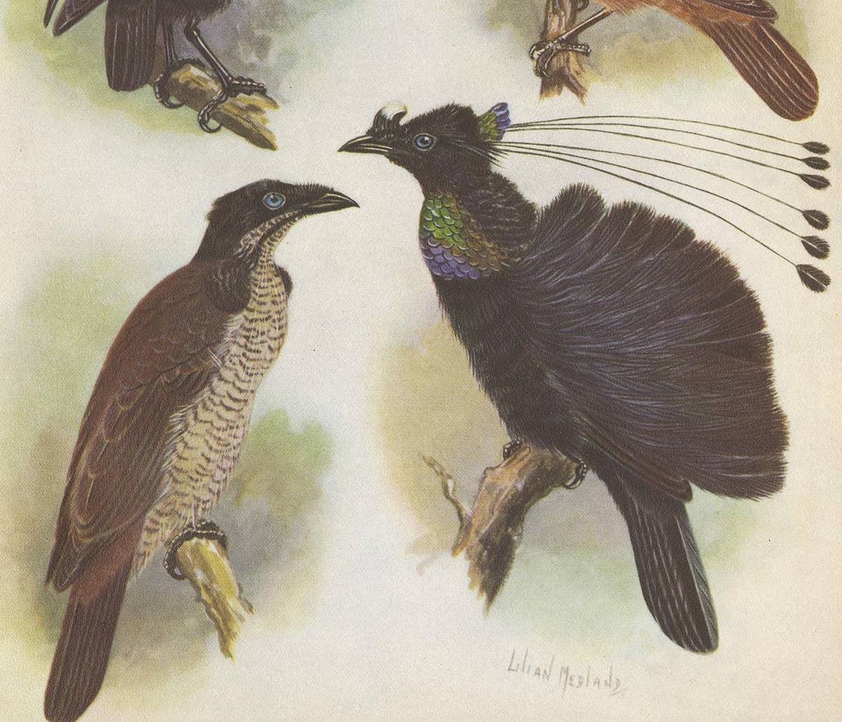 Antique Print of the Lawes Six-Plumed Bird of Paradise and Others, 1950