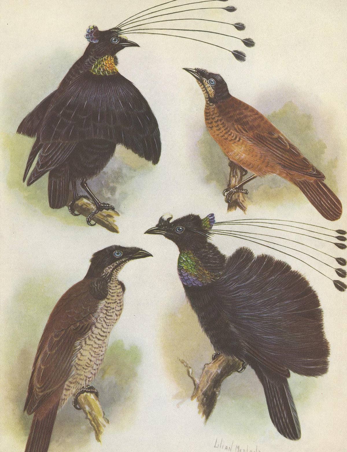 Antique Print of the Lawes Six-Plumed Bird of Paradise and Others, 1950