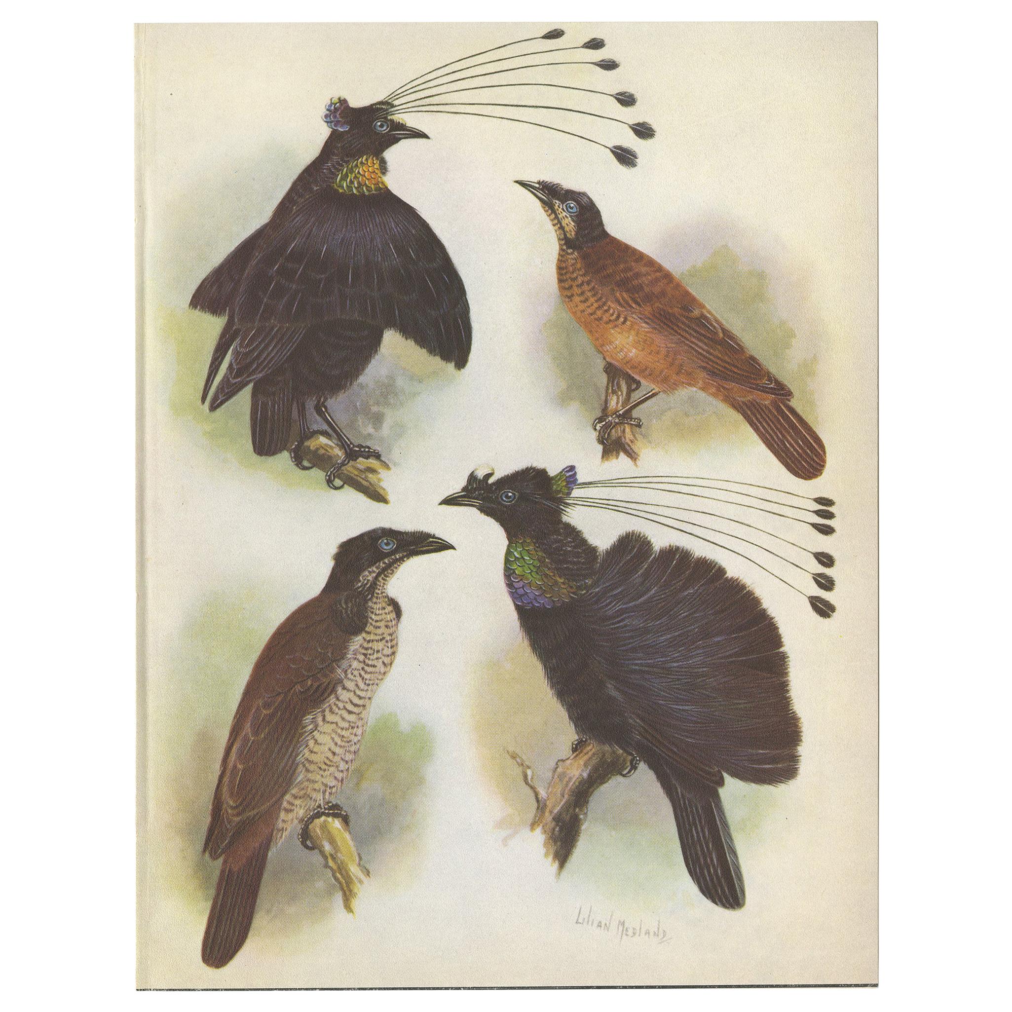 Antique Print of the Lawes Six-Plumed Bird of Paradise and Others, 1950