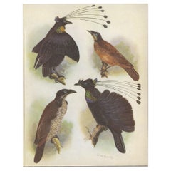 Vintage Print of the Lawes Six-Plumed Bird of Paradise and Others, 1950