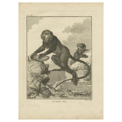 Antique Print of the Lesser Spot-Nosed Monkey by Buffon '1755'