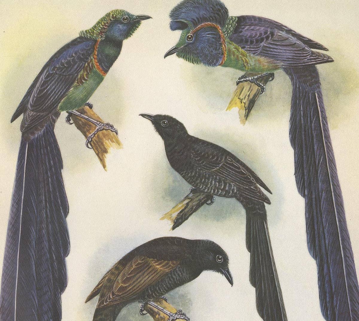 Antique Print of the Long-Tailed Bird of Paradise & the Rothschild's Longtail