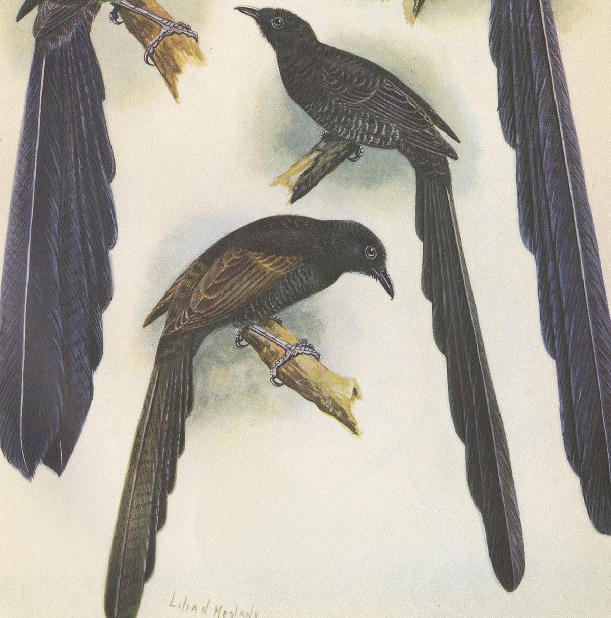 Antique Print of the Long-Tailed Bird of Paradise & the Rothschild's Longtail