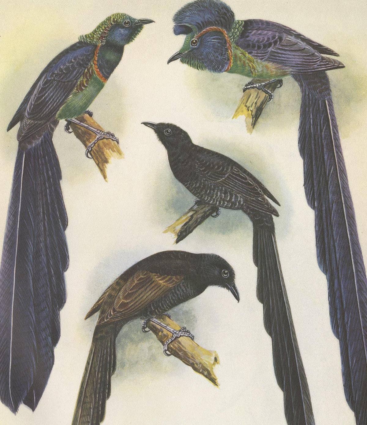 Antique Print of the Long-Tailed Bird of Paradise & the Rothschild's Longtail