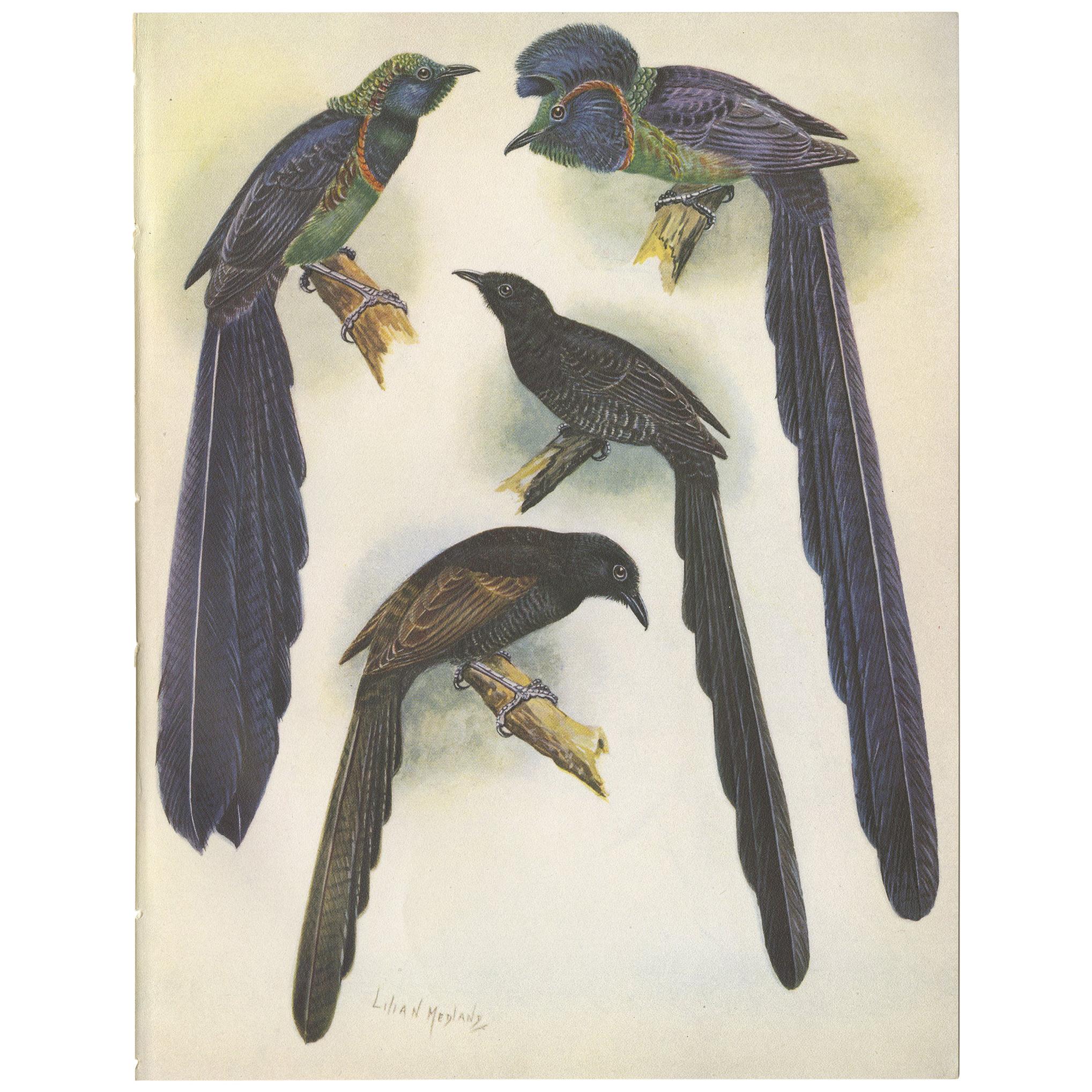 Antique Print of the Long-Tailed Bird of Paradise & the Rothschild's Longtail For Sale