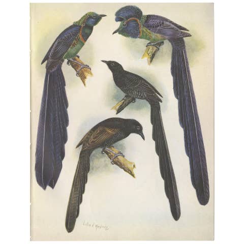 Antique Print of the Long-Tailed Bird of Paradise & the Rothschild's Longtail