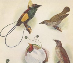 Antique Print of the Magnificent Bird of Paradise and the King Bird of Paradise