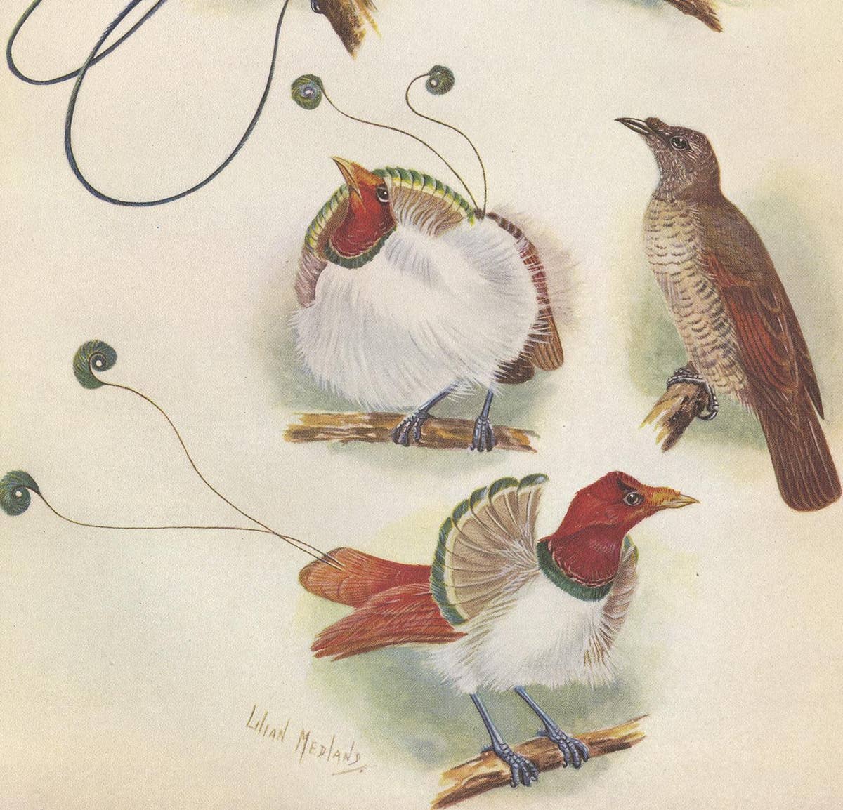 Antique Print of the Magnificent Bird of Paradise and the King Bird of Paradise