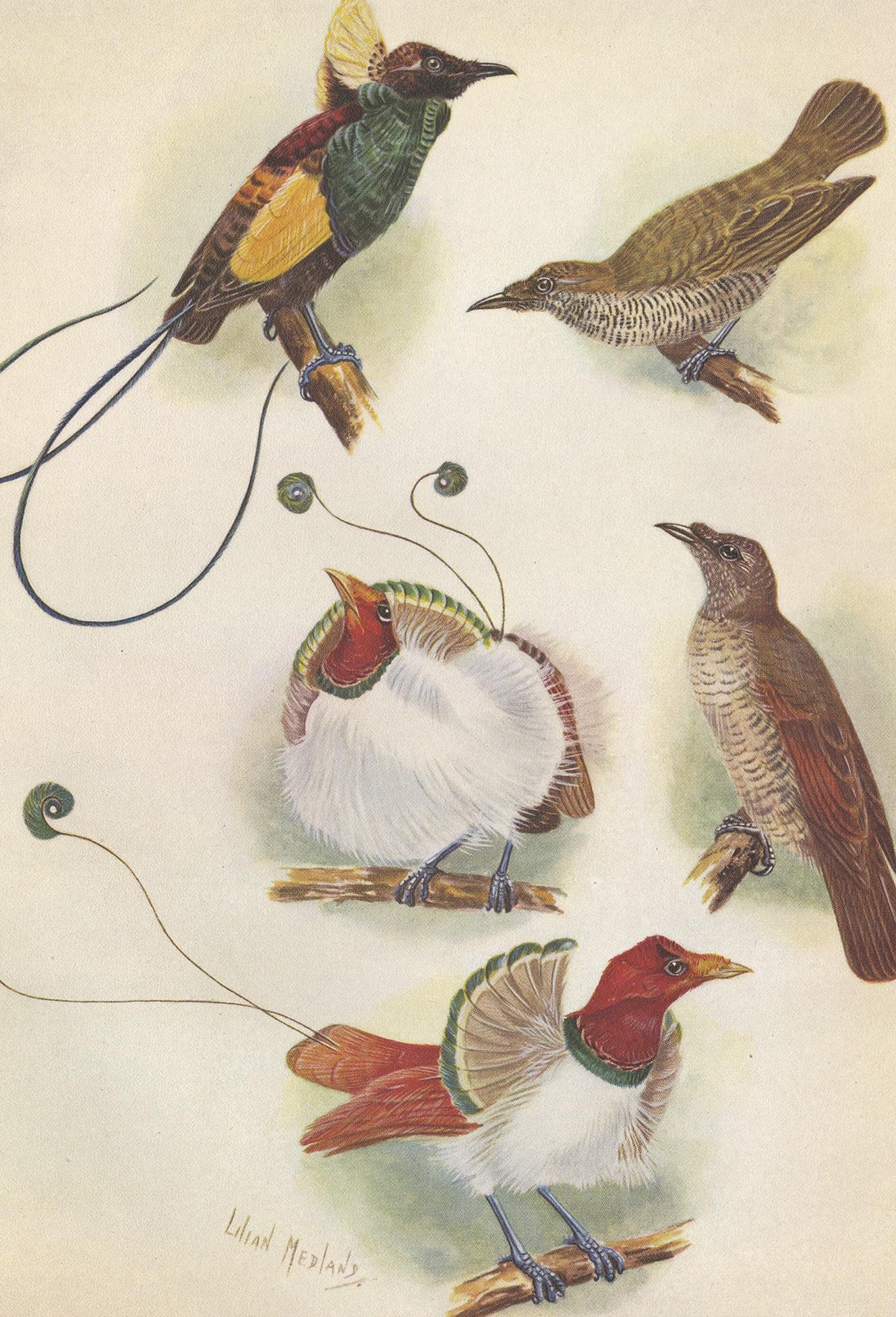 Antiker antiker Druck des prächtigen Paradiesvogels und des Königsvogels des Paradieses (20. Jahrhundert) im Angebot