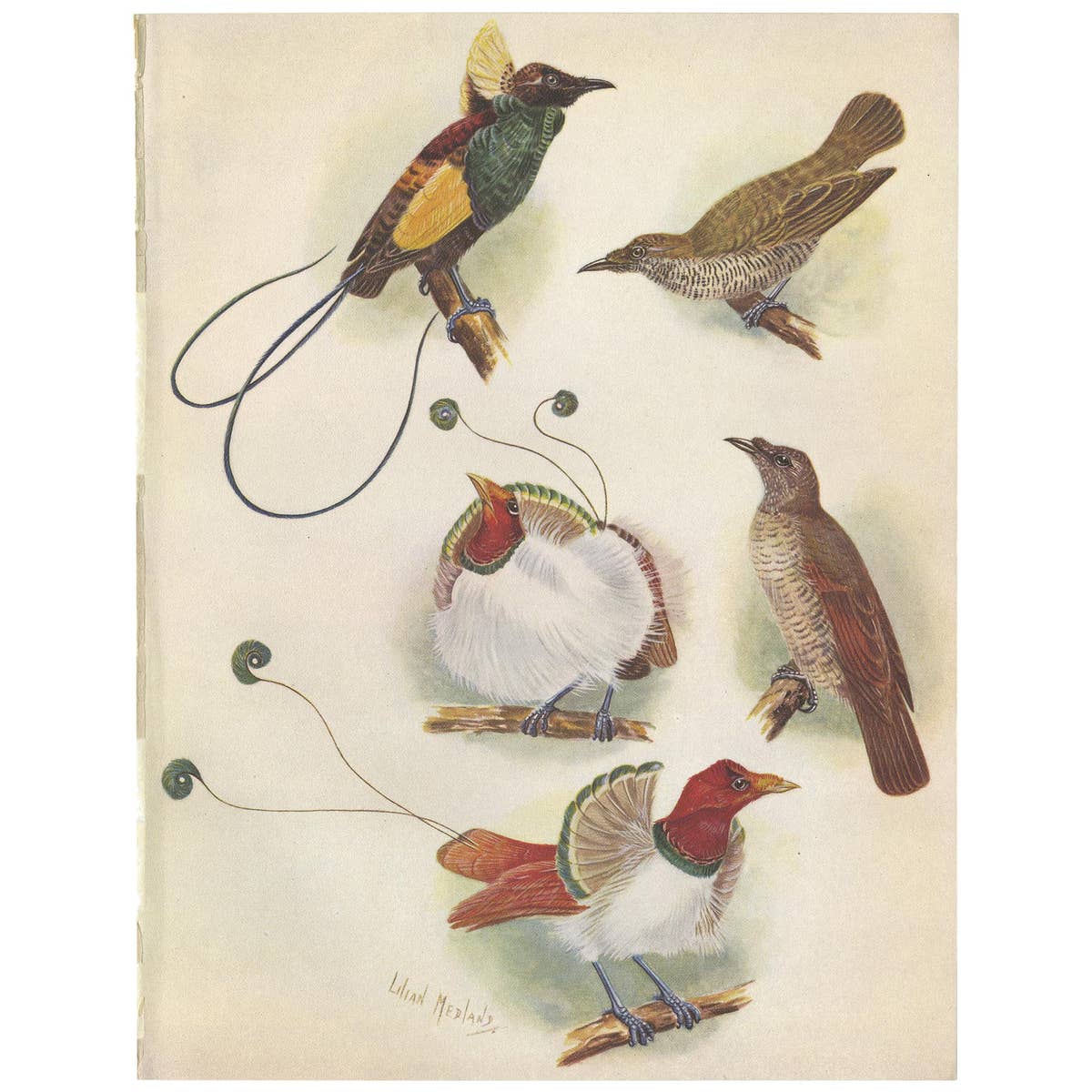 Antique Print of the Magnificent Bird of Paradise and the King Bird of Paradise