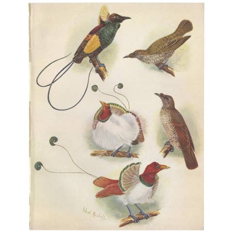 Antique Print of the Magnificent Bird of Paradise and the King Bird of Paradise