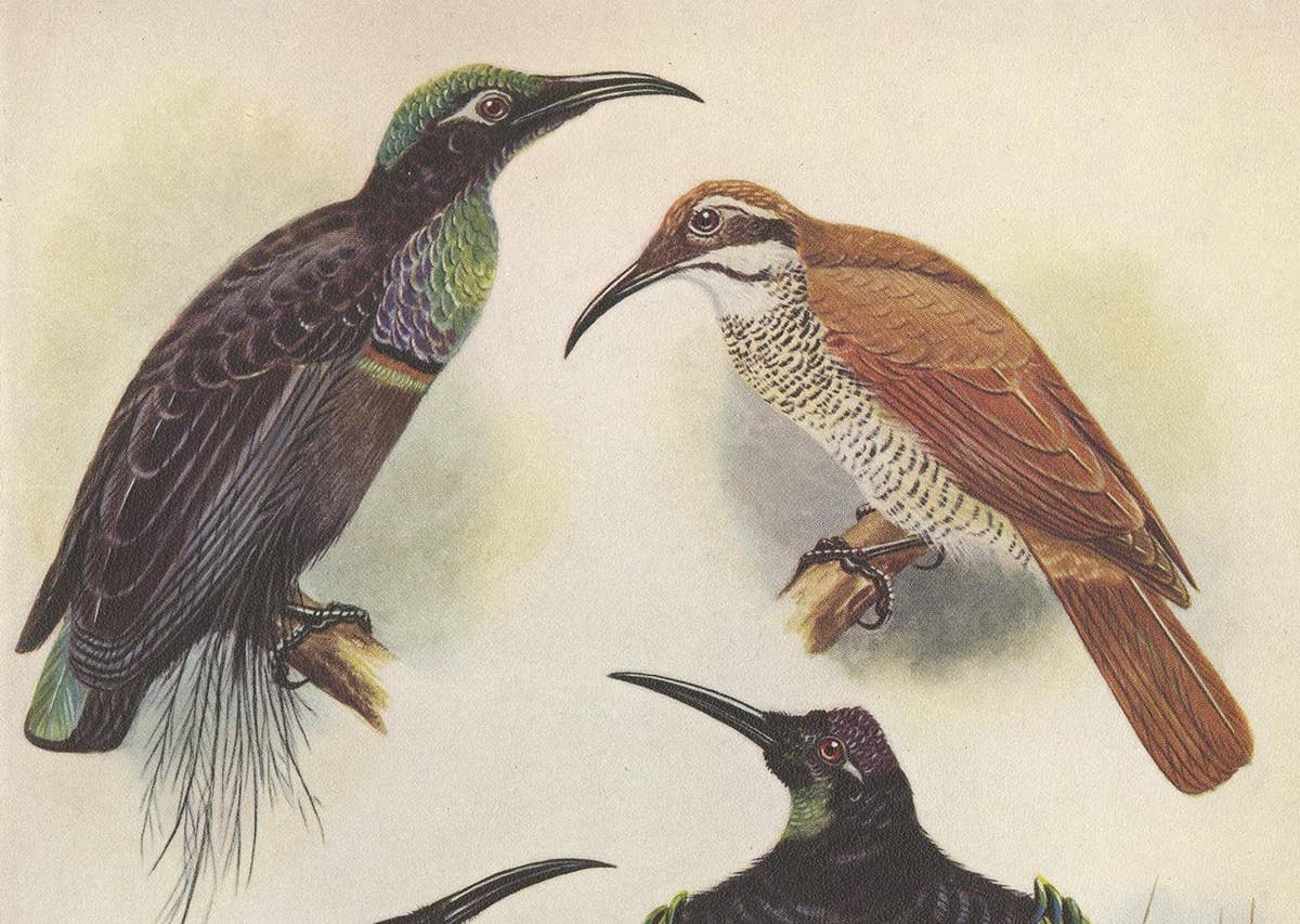 Antique Print of the Magnificent Rifle Bird & the Twelve-Wired Bird of Paradise