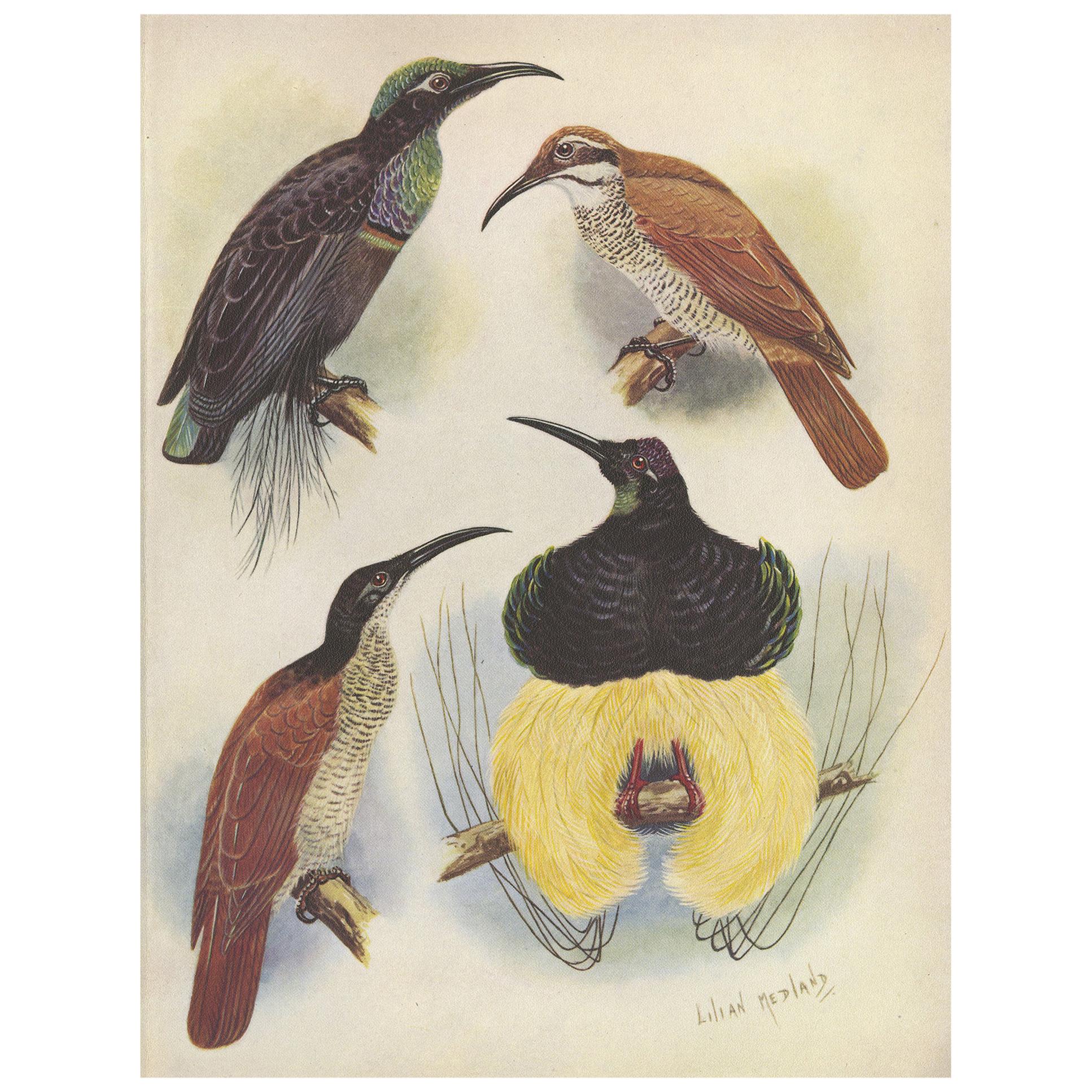 Impression ancienne du magnifique oiseau de chasse et de l'oiseau au douze branches du paradis