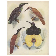 Antique Print of the Magnificent Rifle Bird & the Twelve-Wired Bird of Paradise