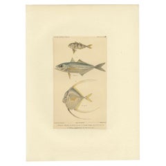 Antique Print of the Man-of-War Fish and Other Fish Species, ca.1829
