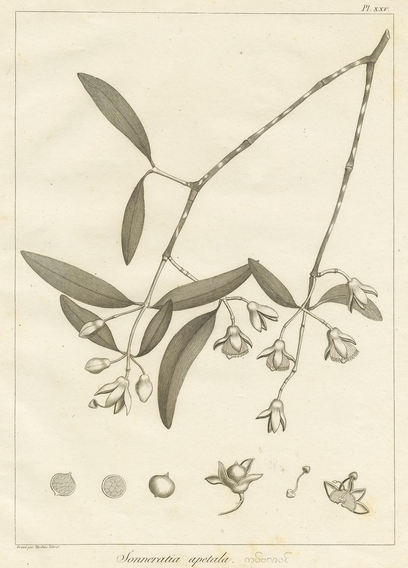 XIXe siècle Impression ancienne de la plante à pomme Mangrove de Symes, 1800 en vente