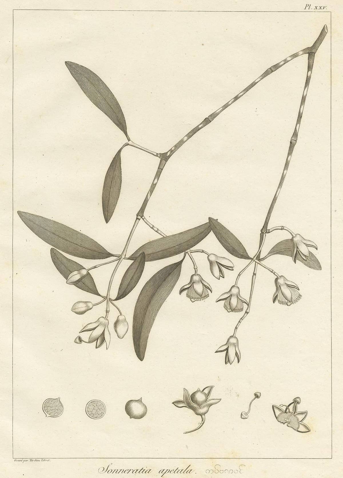 Antique Print of the Mangrove Apple Plant by Symes, '1800'
