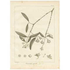 Antiker antiker Druck der Mangrove-Apfelpflanze von Symes, 1800