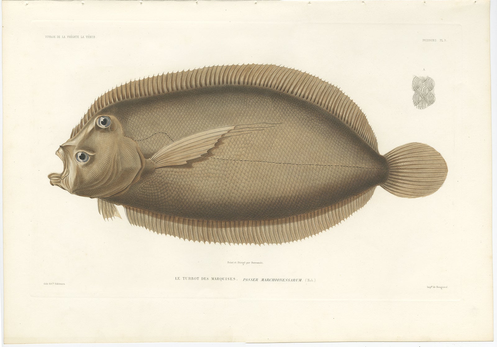Antique Print of the Marquises Turbot (Passer marchionessarum) – Hand-Colored Lithograph, 1846

This beautifully detailed hand-colored lithograph depicts Le Turbot des Marquises (Passer marchionessarum), a flatfish species native to the waters