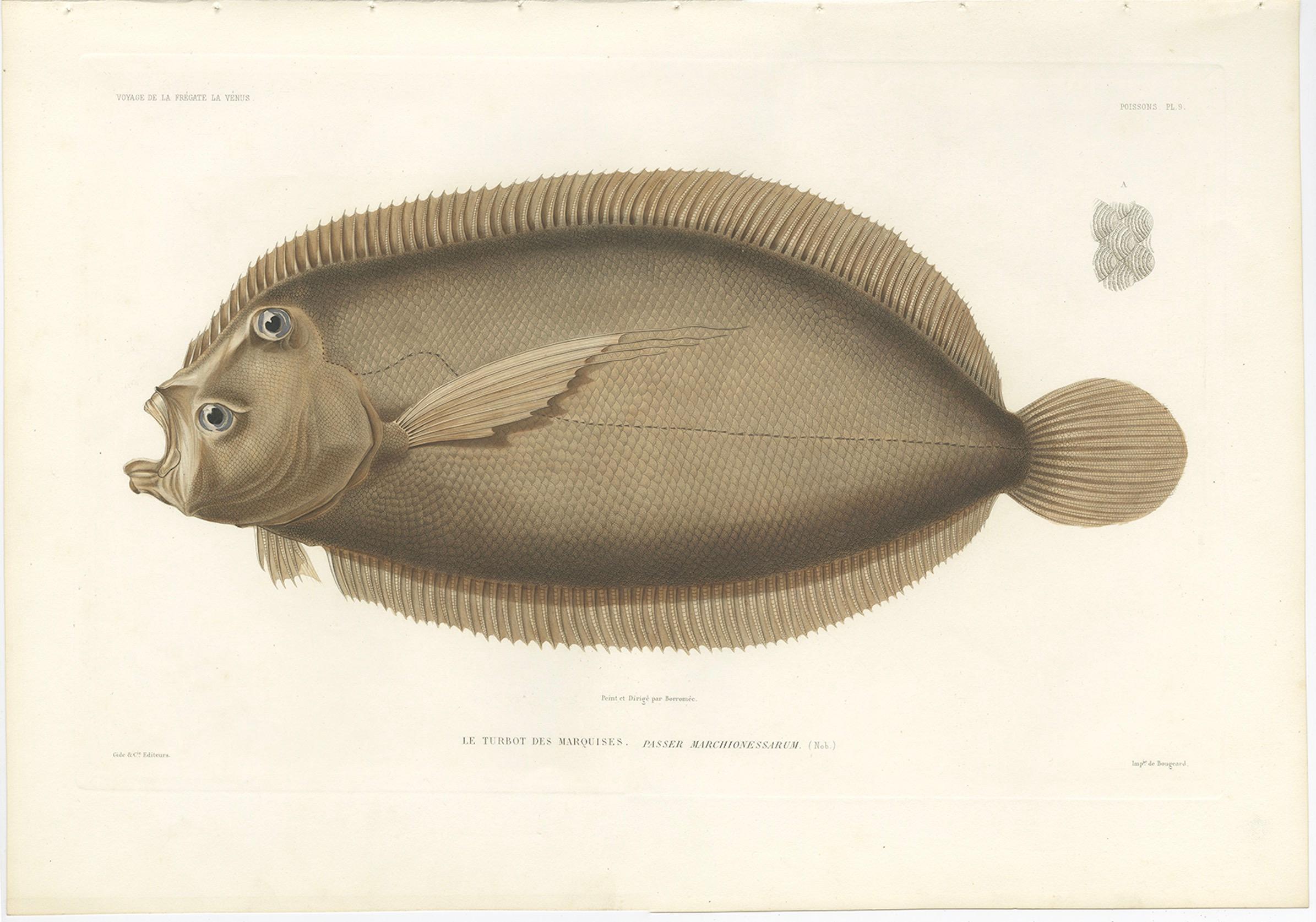 French Antique Print of the Marquises Turbot – Hand-Colored Lithograph, 1845 For Sale