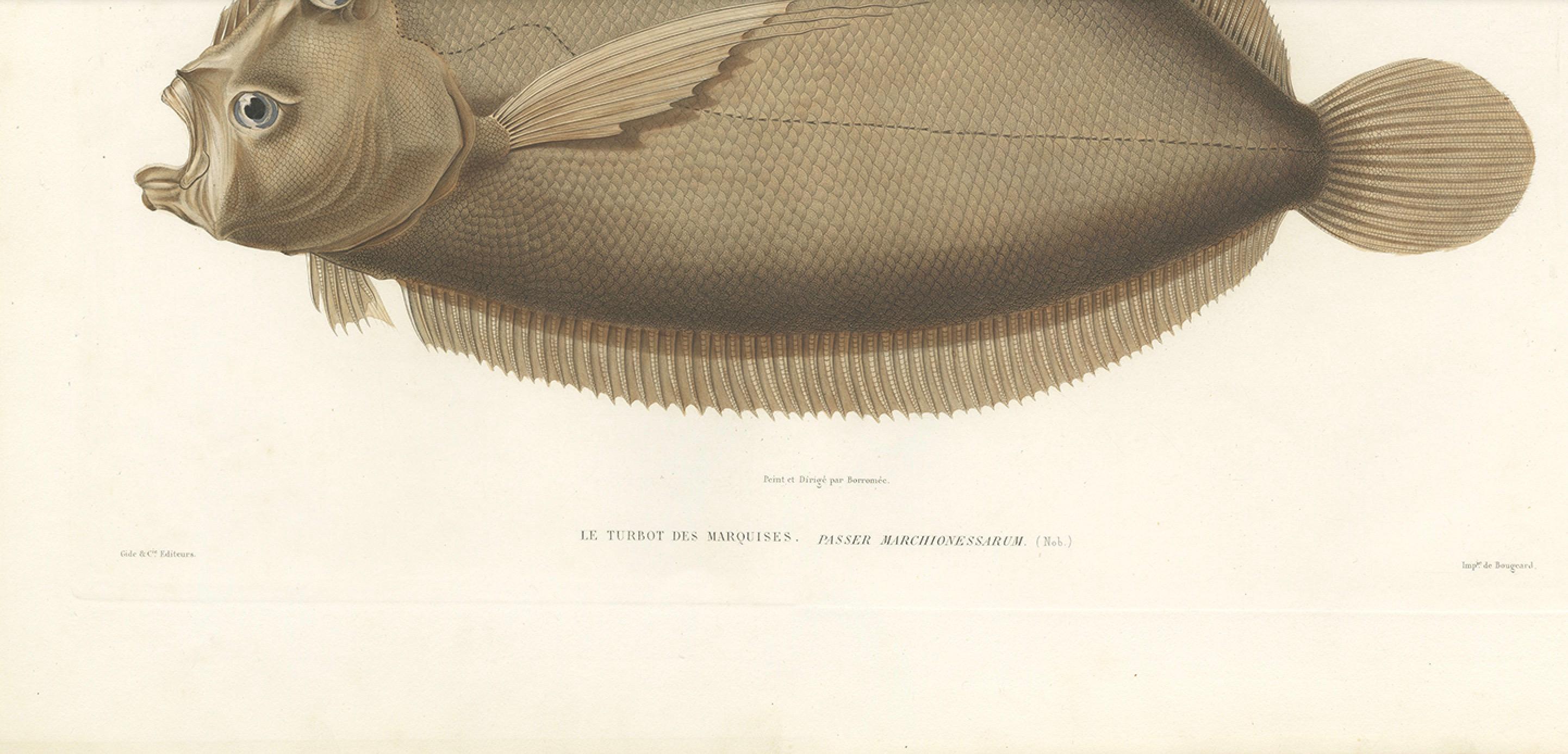 Antique Print of the Marquises Turbot – Hand-Colored Lithograph, 1845 In Good Condition For Sale In Langweer, NL