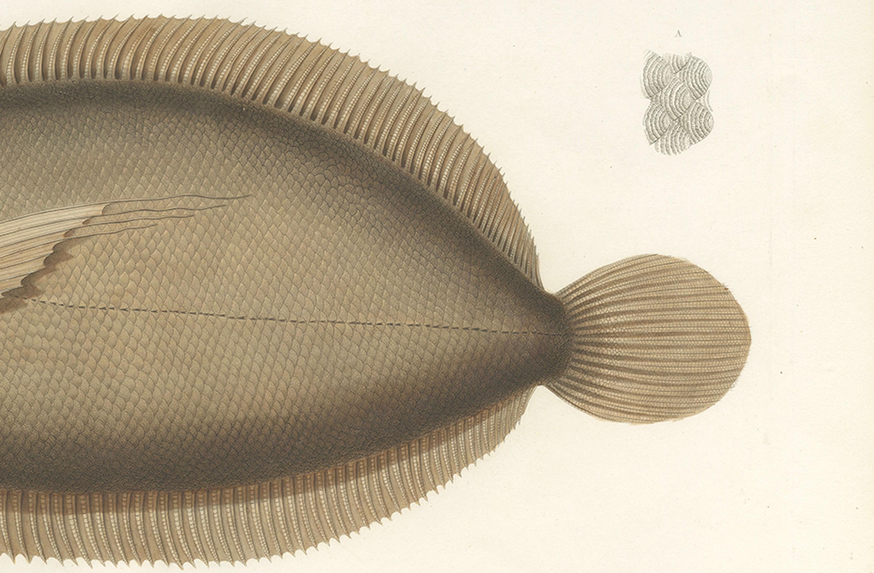 19th Century Antique Print of the Marquises Turbot – Hand-Colored Lithograph, 1845 For Sale