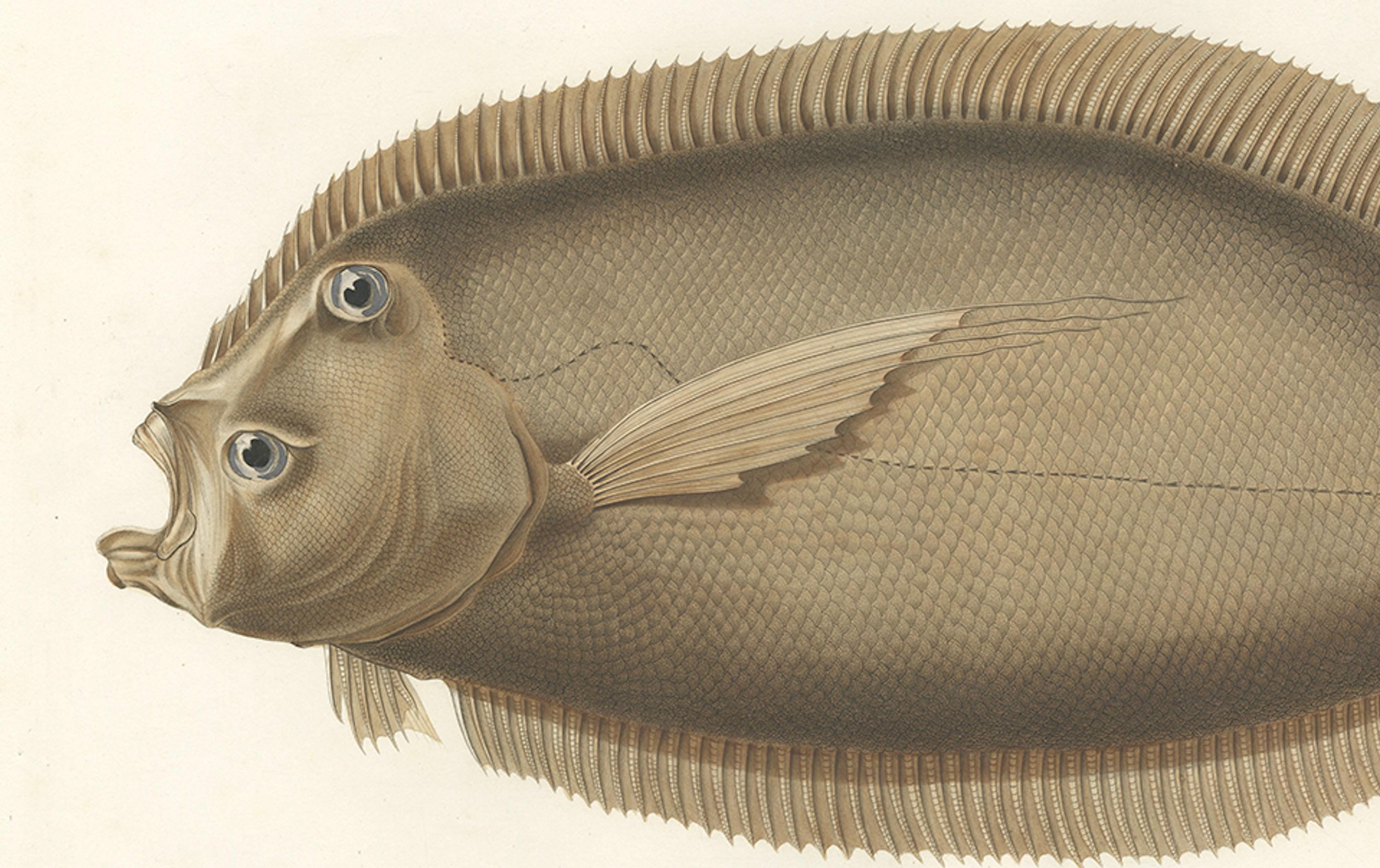 Paper Antique Print of the Marquises Turbot – Hand-Colored Lithograph, 1845 For Sale