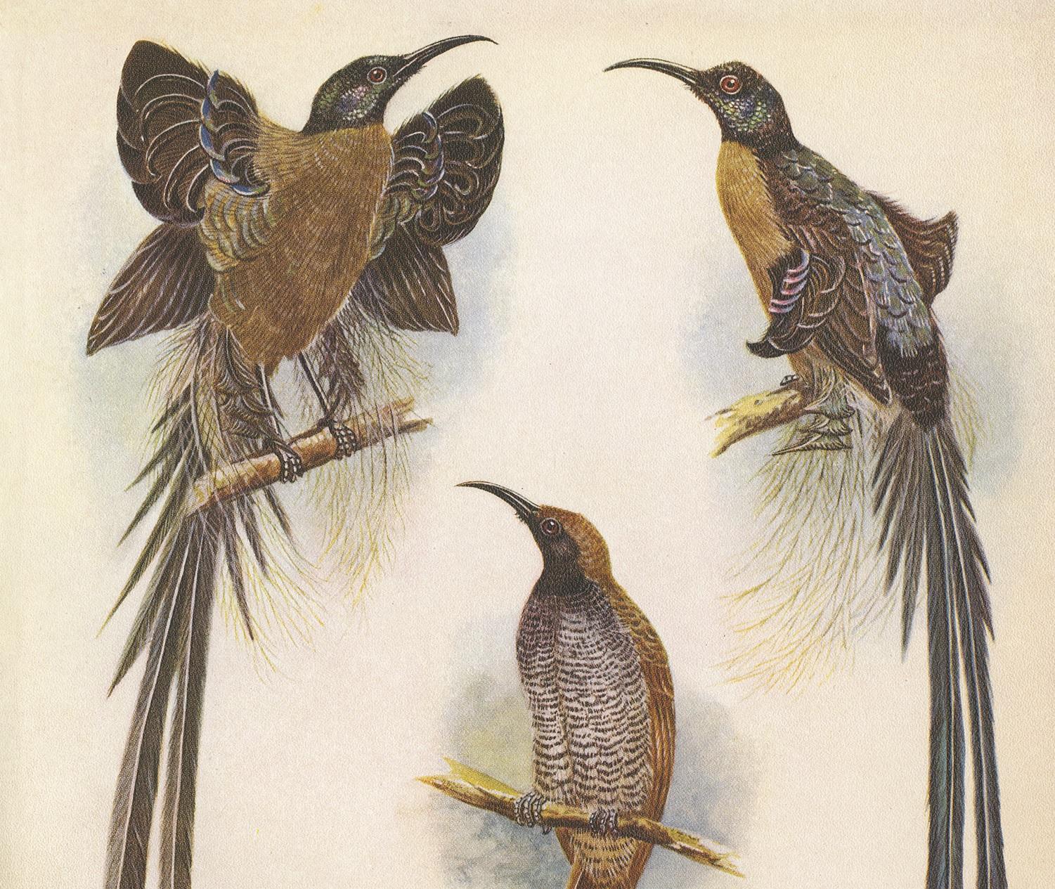 Decorative print illustrating Meyer's Sickle Bill and the Greater Sickle Bill. This authentic print originates from 'Birds of Paradise and Bower Birds' by Tom Iredale. With colored illustrations of Every Species by Lilian Medland. Published in 1950.