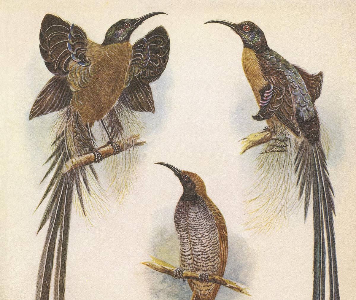 Antique Print of the Meyer's Sickle Bill and the Greater Sickle Bill, 1950