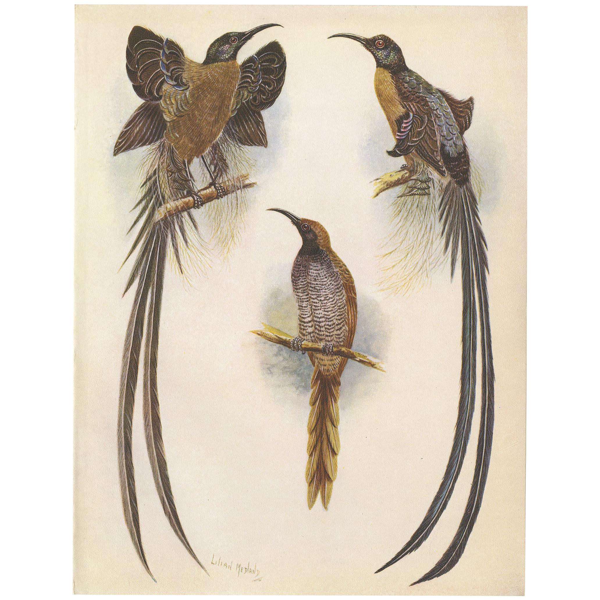 Antique Print of the Meyer's Sickle Bill and the Greater Sickle Bill, 1950 For Sale