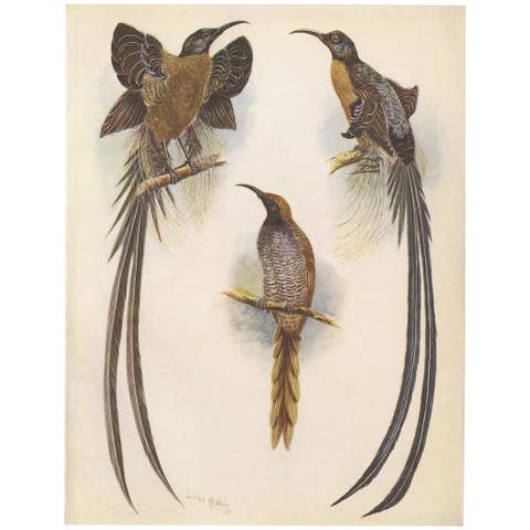 Antique Print of the Meyer's Sickle Bill and the Greater Sickle Bill, 1950