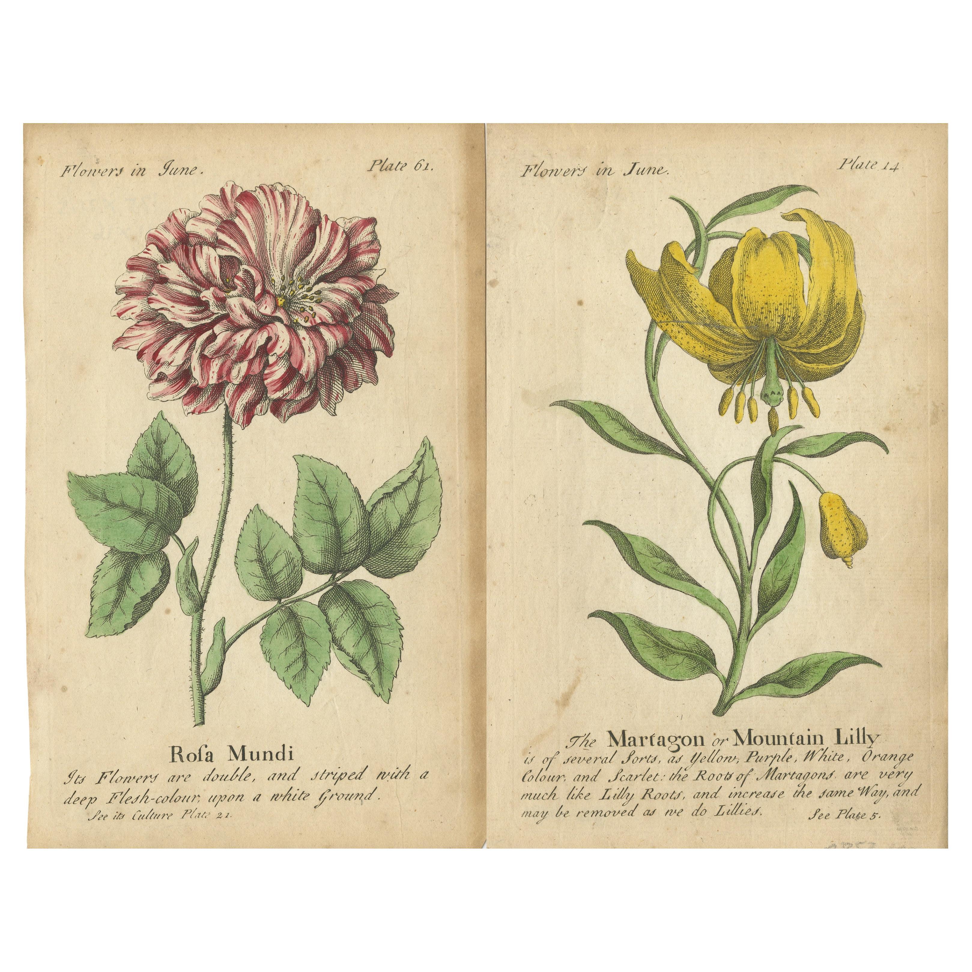 Antique Print of the Mountain Lily and Rosa Mundi, 1747 For Sale