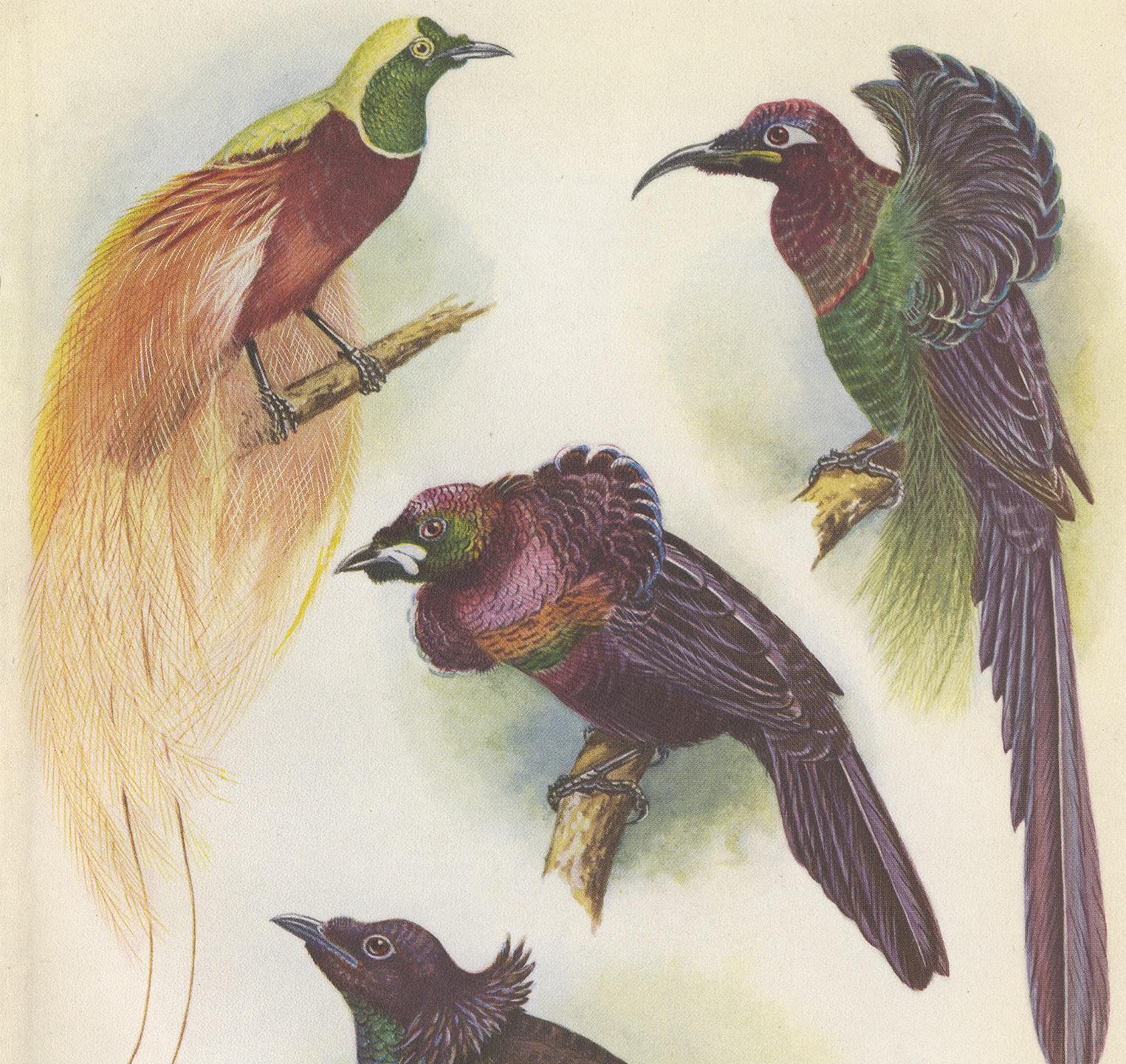 Decorative print illustrating Mrs Reichenow's Bird of Paradise, Elliot's Bird of Paradise, Noble Lobe-Bill Bird of Paradise and Wilhelmina's Rifle Bird. This authentic print originates from 'Birds of Paradise and Bower Birds' by Tom Iredale. With