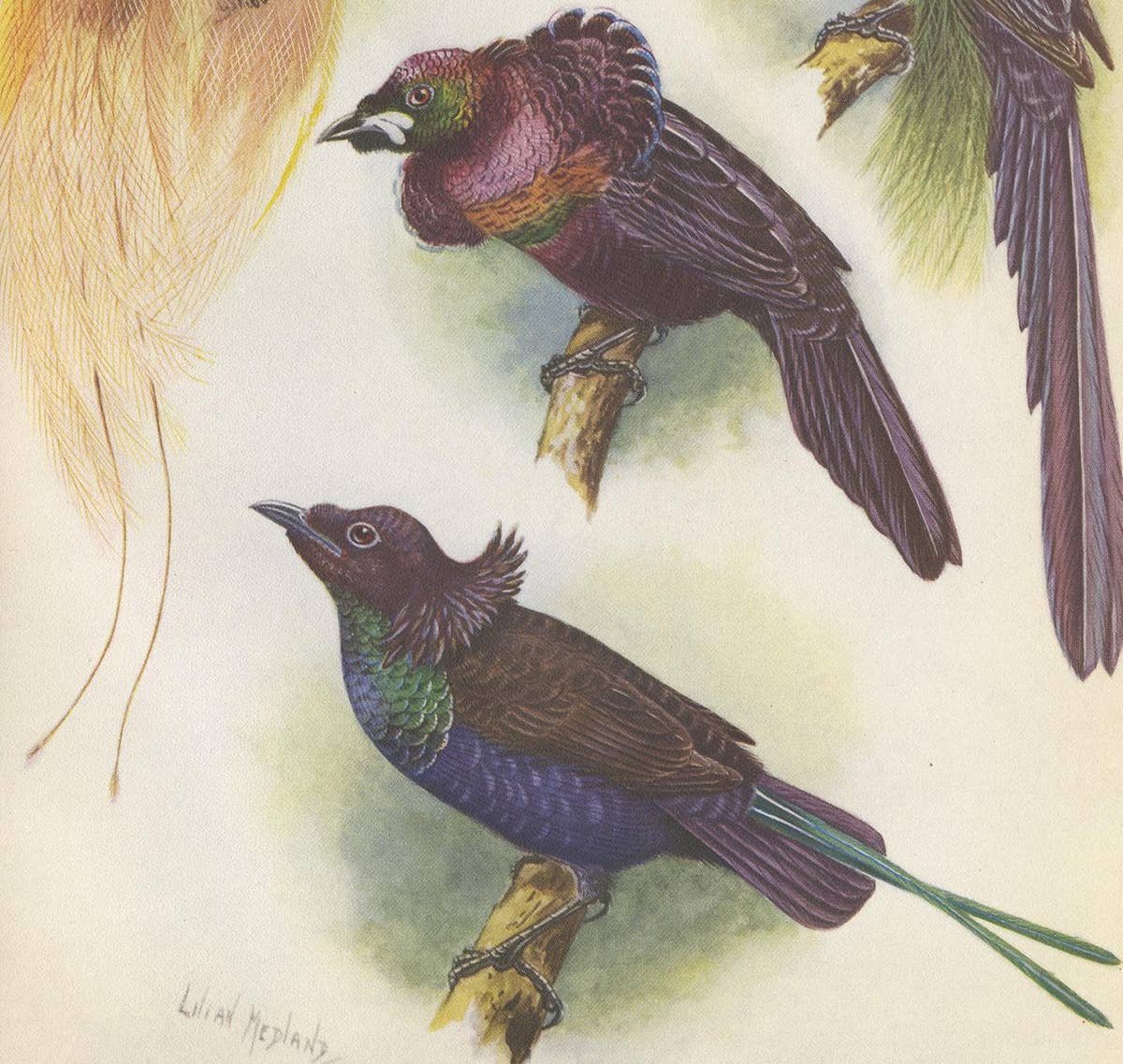 Antique Print of the Mrs Reichenow's Bird of Paradise and Others, 1950