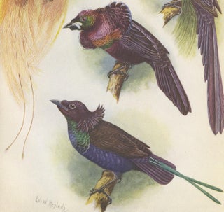 Antique Print of the Mrs Reichenow's Bird of Paradise and Others, 1950, view 3