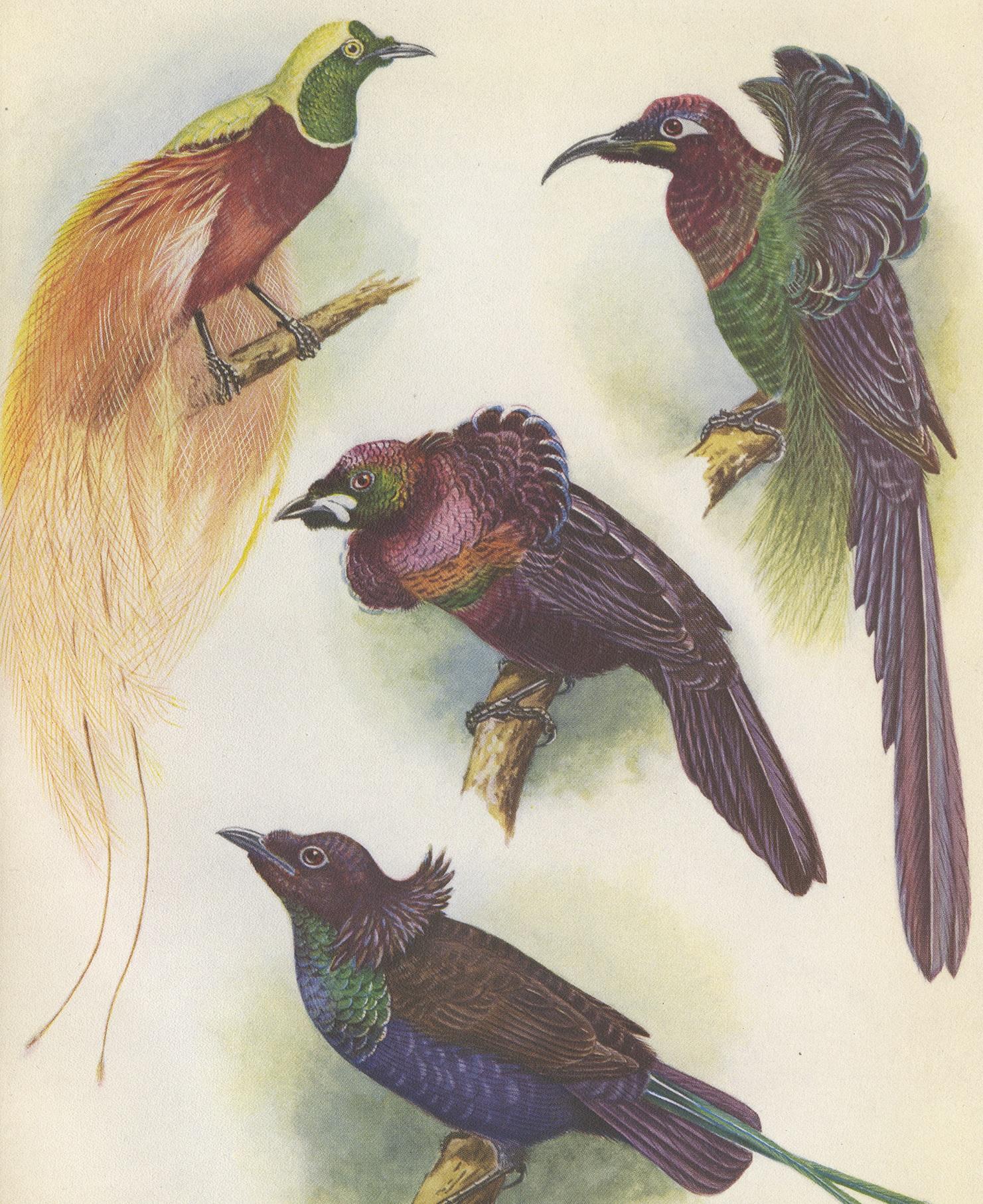 Antique Print of the Mrs Reichenow's Bird of Paradise and Others, 1950 In Good Condition For Sale In Langweer, NL