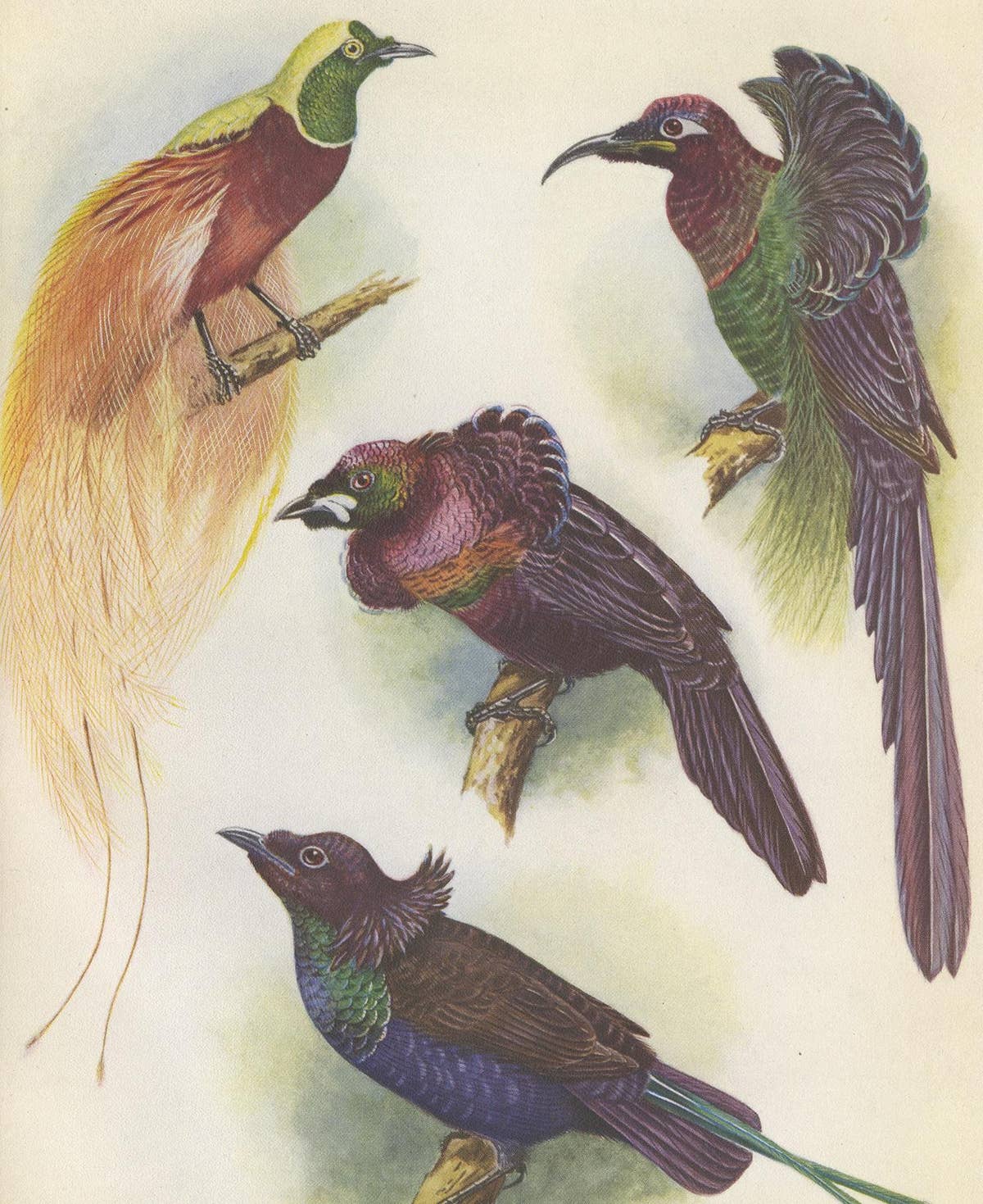 Antique Print of the Mrs Reichenow's Bird of Paradise and Others, 1950