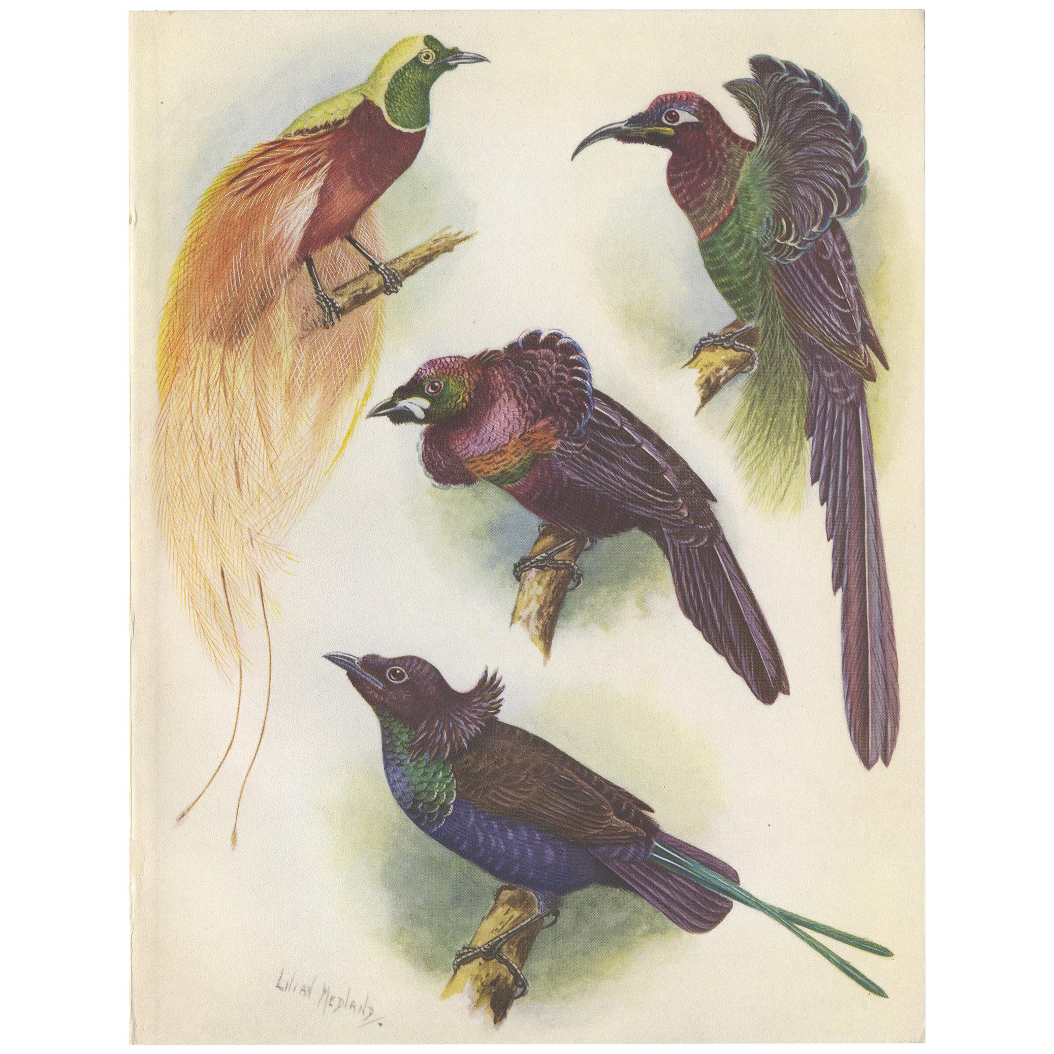 Antique Print of the Mrs Reichenow's Bird of Paradise and Others, 1950 For Sale