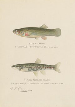Print of the Mummichog, Fall Fish and Others Made after Denton, circa 1902