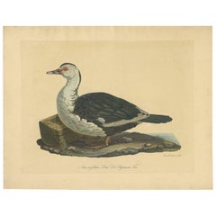 Antique Print of the Muscovy Duck by A. Gabler, circa 1800