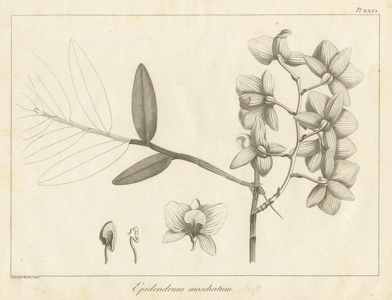 Antique print titled 'Epidendrum Moschatum'. Print of the musky-smelling dendrobium, a species of orchid. This print originates from 'Relation de l'Ambassade Anglaise, envoyée en 1795 dans le Royaume d'Ava, ou l'Empire des Birmans' by M. Symes.