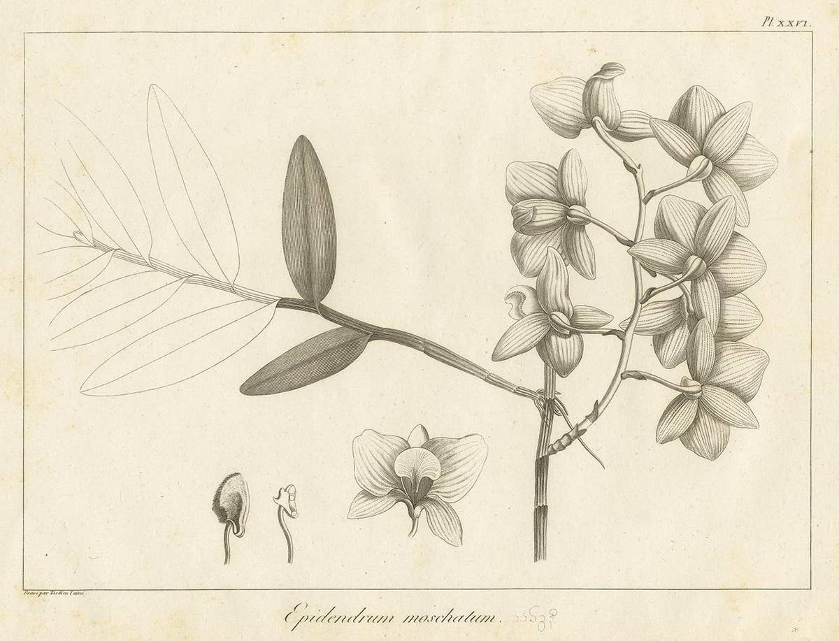 Antique Print of the Musky-Smelling Dendrobium by Symes '1800'