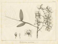 Antique Print of the Musky-Smelling Dendrobium by Symes '1800'