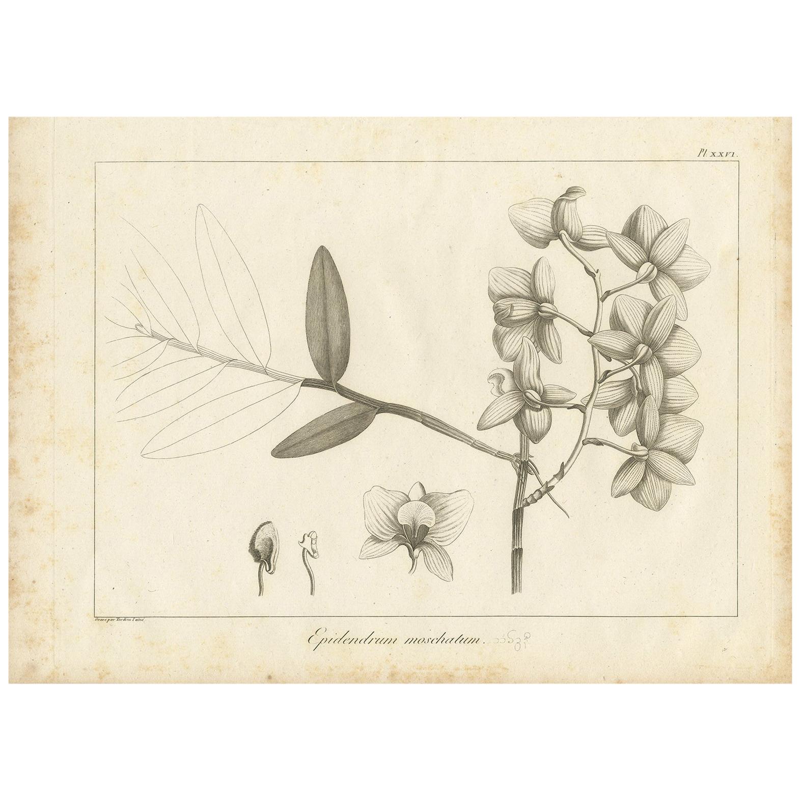 Antique Print of the Musky-Smelling Dendrobium by Symes '1800' For Sale