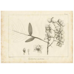 Antique Print of the Musky-Smelling Dendrobium by Symes '1800'