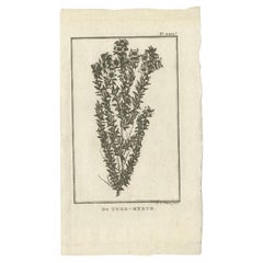 Antique Print of the Myrtus or Myrtle Plant by Cook, 1803