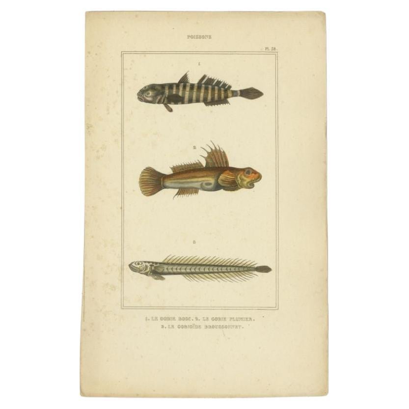 Antique Print of the Naked Goby and Other Fish Species, 1844 For Sale