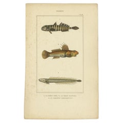 Antique Print of the Naked Goby and Other Fish Species, 1844