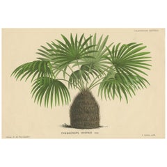 Antique Print of the Needle Palm Tree by Linden '1854'